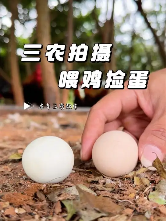 三农视频喂鸡捡蛋拍摄教学#三农拍摄 #抖音新农人 #新农人计划#记录乡村生活