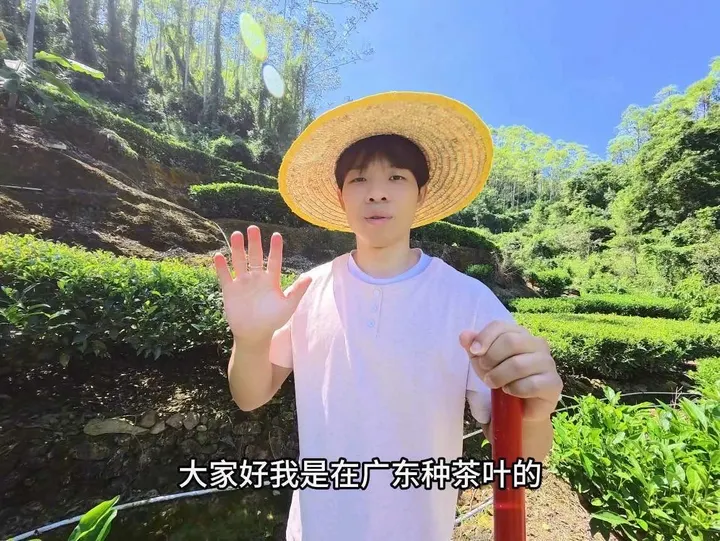 你们是干什么的？那叫你们什么佬？ #凤凰单丛茶#三农种植